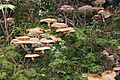 DSC07672 - Bernhard Saalfeld
