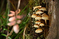 DSC07676 - Bernhard Saalfeld