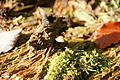 DSC07684 - Bernhard Saalfeld