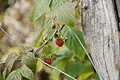DSC07688 - Bernhard Saalfeld