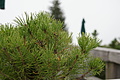 DSC07710 - Bernhard Saalfeld