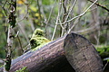 DSC07724 - Bernhard Saalfeld