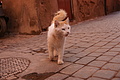 DSC00728 - Bernhard Saalfeld