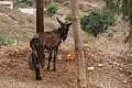 DSC00886 - Bernhard Saalfeld