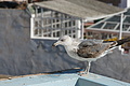 DSC01190 - Bernhard Saalfeld