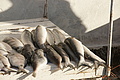 DSC01267 - Bernhard Saalfeld