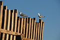 DSC01281 - Bernhard Saalfeld