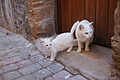 DSC01307 - Bernhard Saalfeld