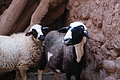 DSC01479 - Bernhard Saalfeld