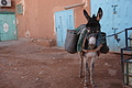 DSC01787 - Bernhard Saalfeld
