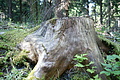DSC04813 - Bernhard Saalfeld