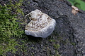 DSC04819 - Bernhard Saalfeld