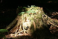 DSC04837 - Bernhard Saalfeld