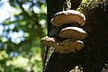 DSC04877 - Bernhard Saalfeld