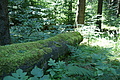 DSC04881 - Bernhard Saalfeld