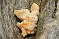 DSC04913 - Bernhard Saalfeld