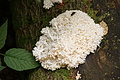 DSC04945 - Bernhard Saalfeld
