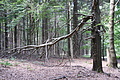 DSC05062 - Bernhard Saalfeld