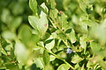 DSC05262 - Bernhard Saalfeld