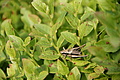 DSC05278 - Bernhard Saalfeld