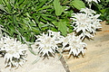 DSC09040 - Bernhard Saalfeld