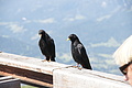 DSC09090 - Bernhard Saalfeld