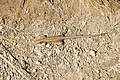 DSC09131 - Bernhard Saalfeld