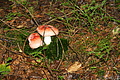DSC09313 - Bernhard Saalfeld