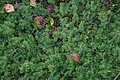 DSC09316 - Bernhard Saalfeld