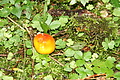 DSC09321 - Bernhard Saalfeld