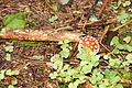 DSC09322 - Bernhard Saalfeld