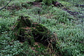 DSC09329 - Bernhard Saalfeld