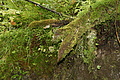 DSC09388 - Bernhard Saalfeld