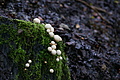 DSC09488 - Bernhard Saalfeld