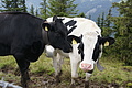 DSC09530 - Bernhard Saalfeld