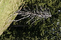 DSC09591 - Bernhard Saalfeld