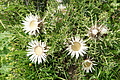 DSC09641 - Bernhard Saalfeld