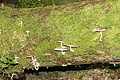 DSC09741 - Bernhard Saalfeld