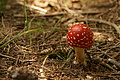 DSC09822 - Bernhard Saalfeld