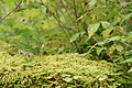 DSC09839 - Bernhard Saalfeld