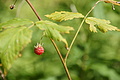 DSC09840 - Bernhard Saalfeld