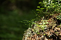DSC09863 - Bernhard Saalfeld