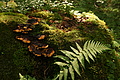 DSC10012 - Bernhard Saalfeld