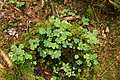 DSC10015 - Bernhard Saalfeld