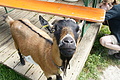 DSC10064 - Bernhard Saalfeld
