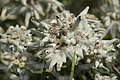 DSC10071 - Bernhard Saalfeld