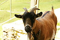 DSC10077 - Bernhard Saalfeld