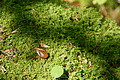 DSC10155 - Bernhard Saalfeld