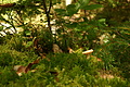 DSC10180 - Bernhard Saalfeld
