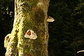 DSC10183 - Bernhard Saalfeld